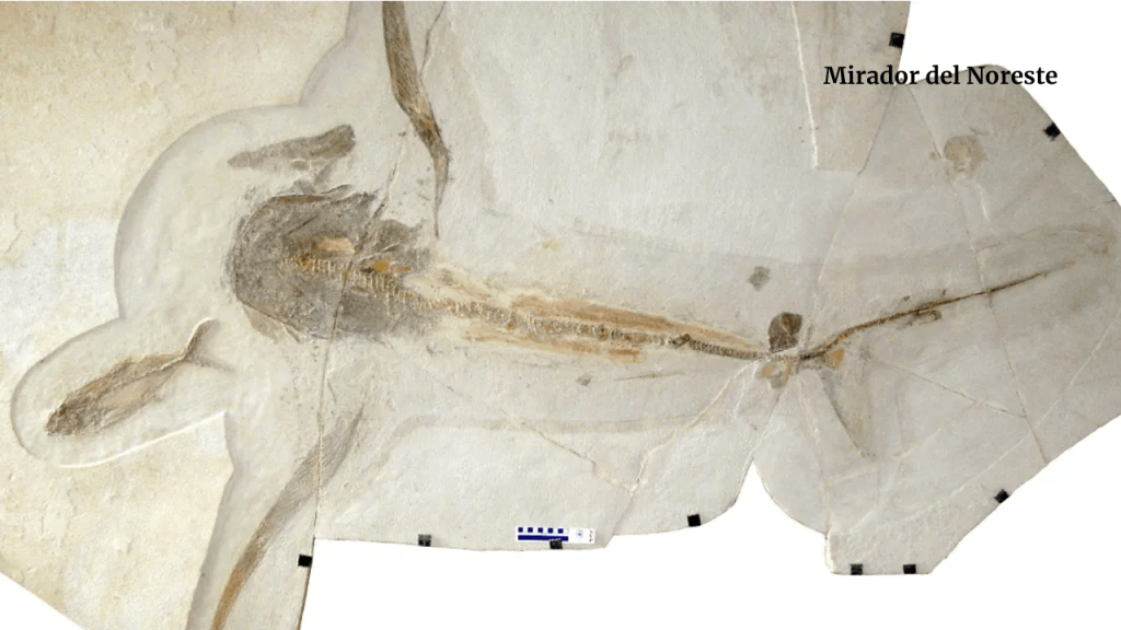 Aquilolamna milarcae en museo La Milarca